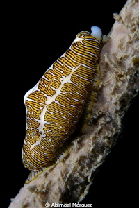 Fingerprint Cyphoma by Abimael Márquez 